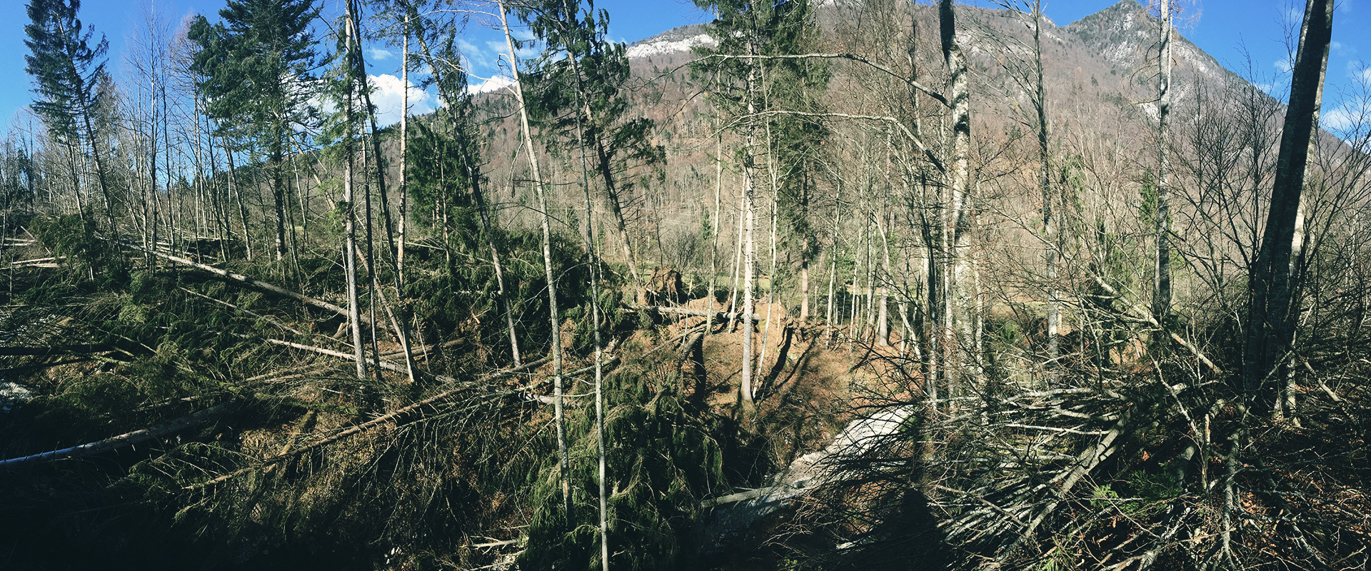 Iniziativa pulizia boschi val di sella Risto3