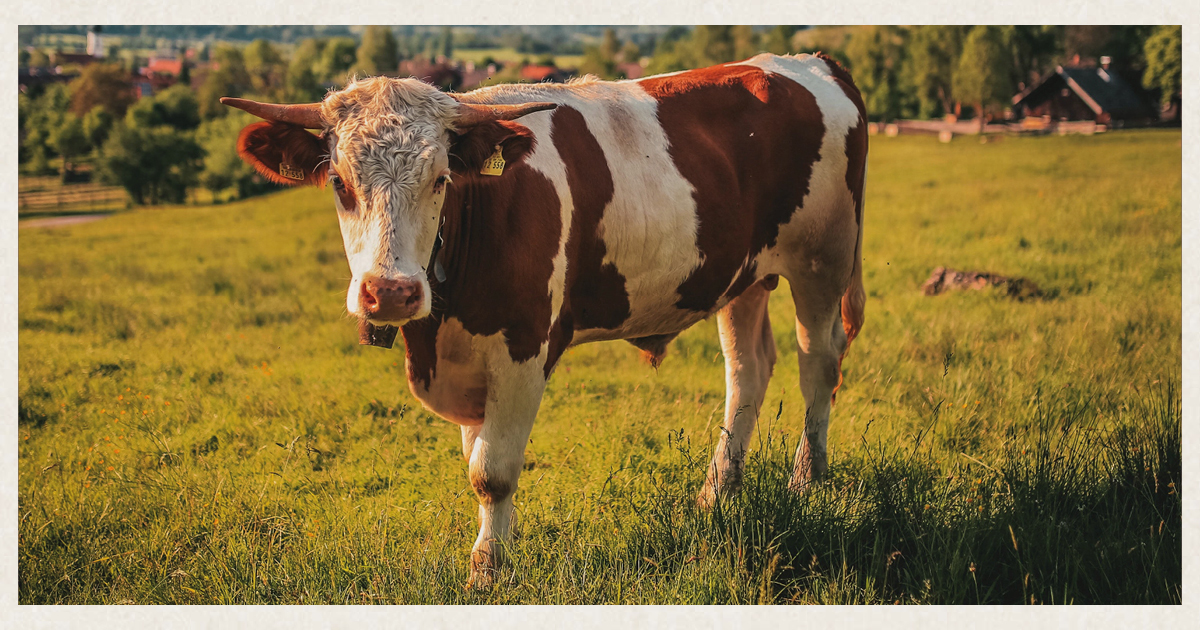 Trend di settore carne coltivata come si evolve l'industria