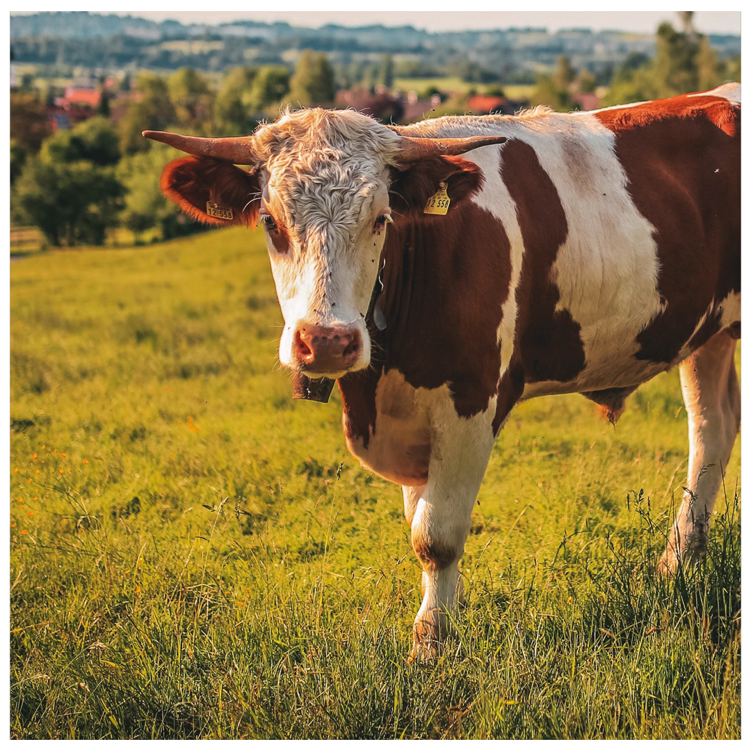 Il settore della carne coltivata come strada di sostenibilità?